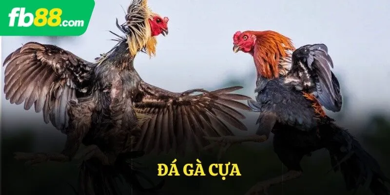 Đá gà cựa