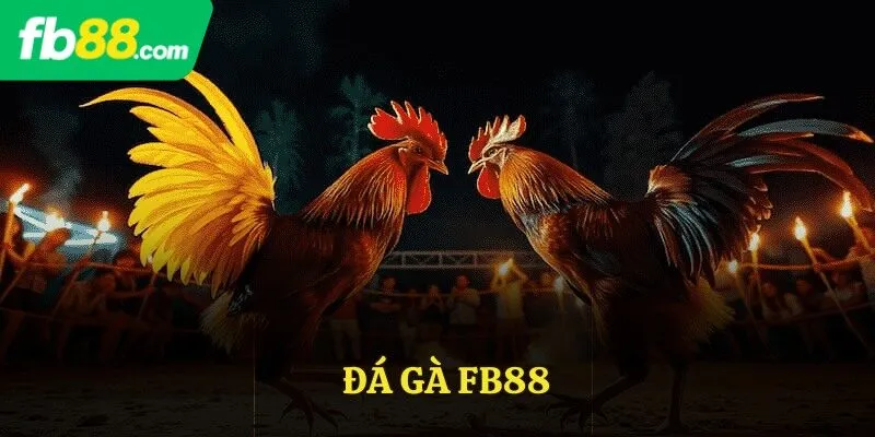 Hướng dẫn đầy đủ các bước để tham gia đá gà FB88
