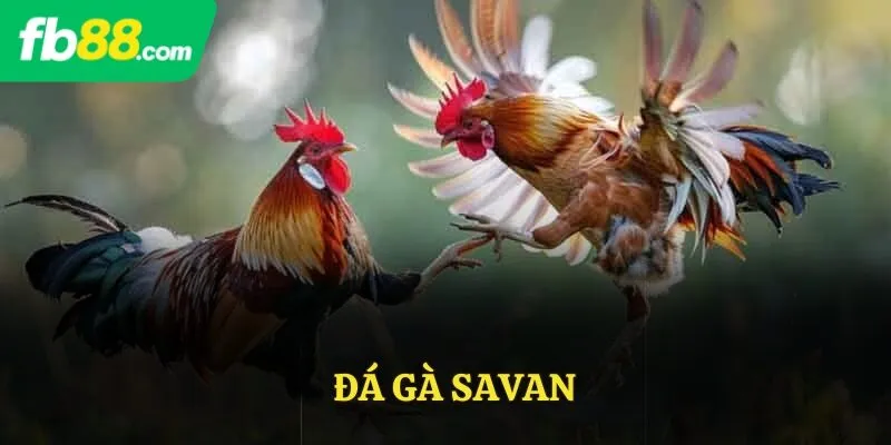 đá gà savan
