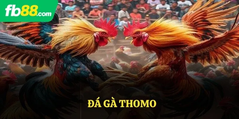 đá gà Thomo