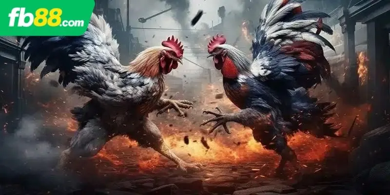 Đôi nét về đá gà cựa FB88
