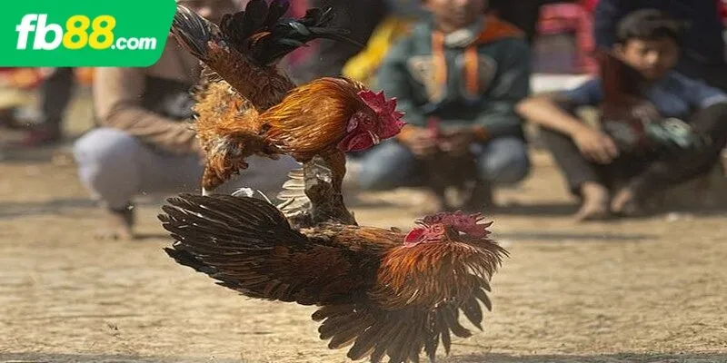 Đôi nét về game đá gà savan