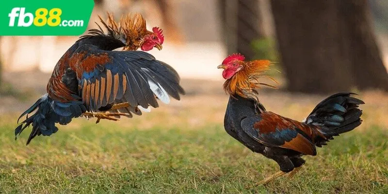 Giới thiệu tổng quan đá gà FB88