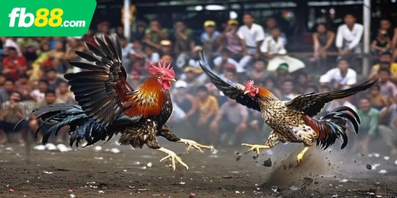 Lưu ý khi chơi đá gà cựa cho tân thủ